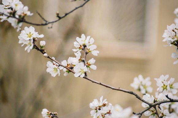 Download A Close Up of a Flower - Close up Collection