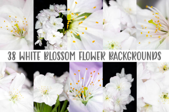 Download 38 White Blossom Floral Flower Close Up - Close up Collection