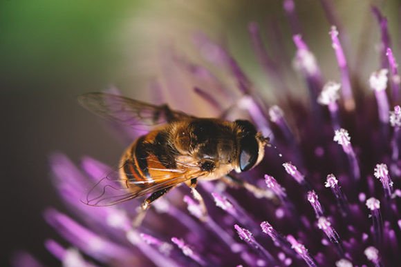 Download Close Up of Bee on a Purple Flower - Close up Collection