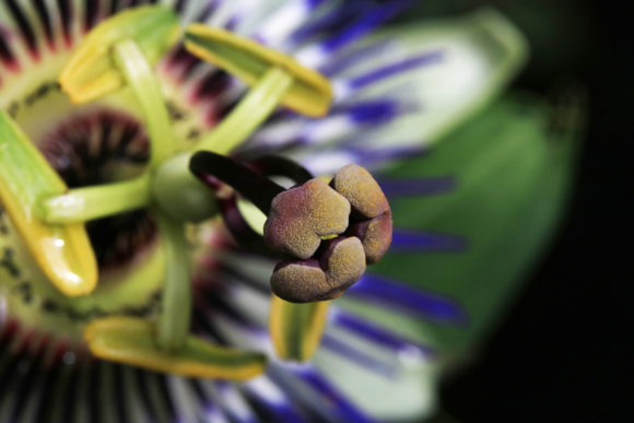 Download Passionfruit Flower Close Up Blue White - Close up Collection